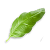 leaves_4
